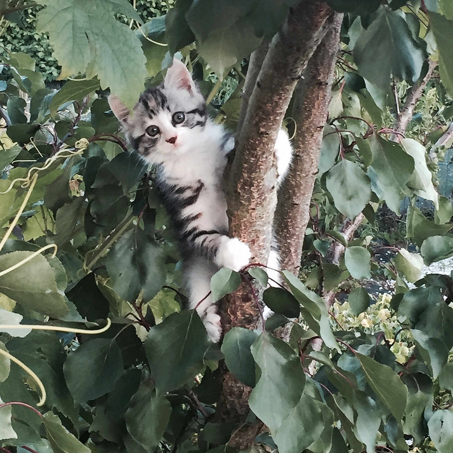 Chipie a rejoint le concours — aidez-le/la à gagner de superbes lots ! animal, branch, cat, climbing, curious, cute, eyes, fur, green, kitten, leaves, nature, outdoor, pet, playful, small, tree, whiskers, wildlife, young