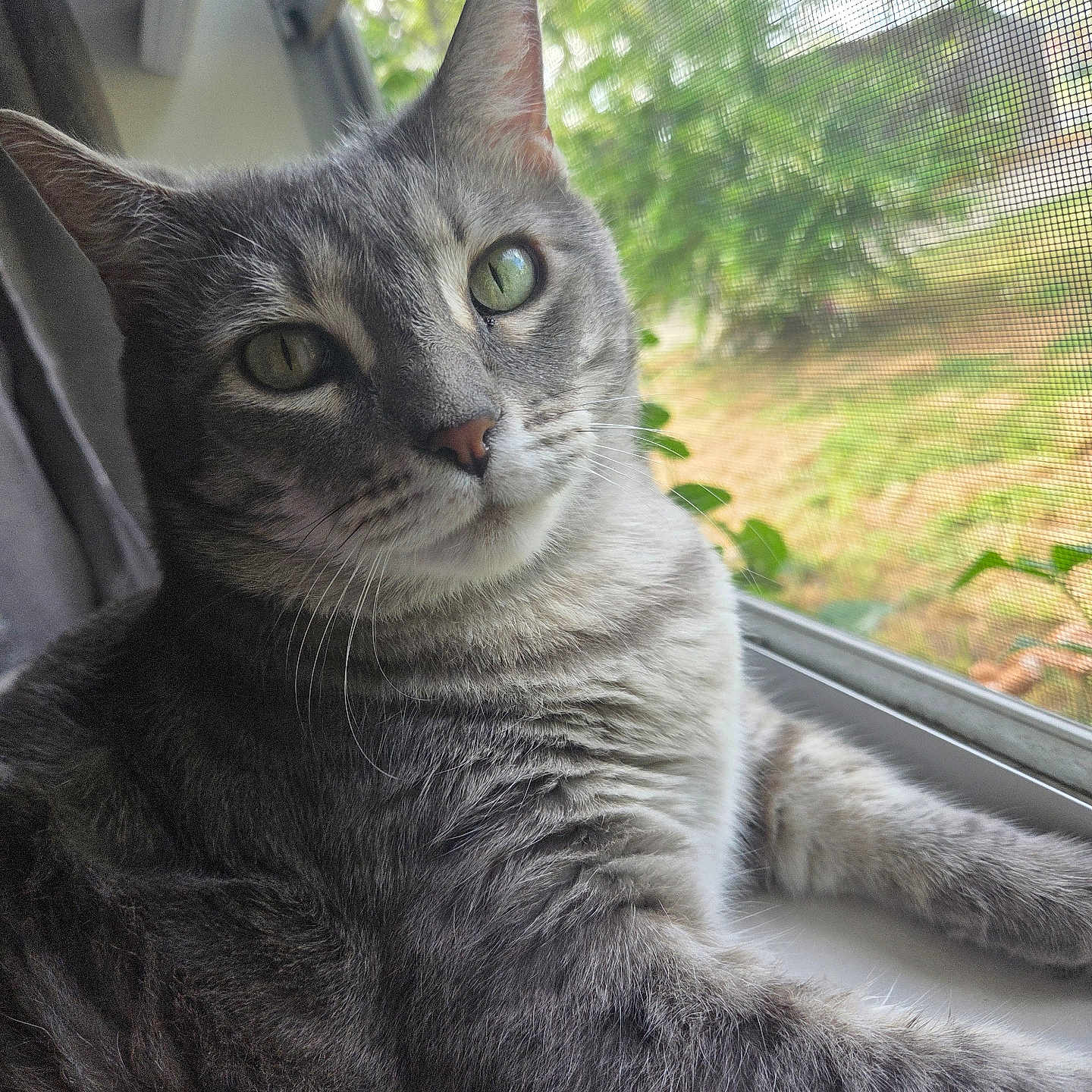 Baby joined the competition — help win amazing prizes! animal, cat, closeup, curious, daylight, feline, fur, gray_tabby, greenery, houseplant, indoor, nature, outdoor, pet, portrait, relaxed, resting, whiskers, window_screen, windowsill