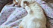 Lilac is registered to the contest to win money with this photo: cat, calico, sleeping, resting, bed, blanket, floral_pattern, cozy, fur, whiskers, paws, tail, indoor, cute, pet, animal, relaxed, comfort, closeup, nap