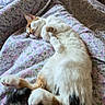 cat, calico, sleeping, resting, bed, blanket, floral_pattern, cozy, fur, whiskers, paws, tail, indoor, cute, pet, animal, relaxed, comfort, closeup, nap