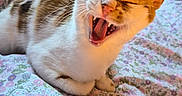Lilac joined the competition — help win amazing prizes! animal, bed, blanket, cat, closeup, cozy, cute, domestic, ears, feline, floral_pattern, fur, indoor, mammal, pet, resting, teeth, tongue, whiskers, yawning