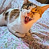 Lilac joined the competition — help win amazing prizes! cat, yawning, pet, animal, feline, bed, blanket, floral_pattern, indoor, cute, whiskers, fur, ears, tongue, teeth, resting, cozy, domestic, mammal, closeup