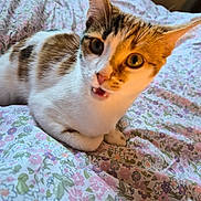 Lilac is registered to the contest to win money with this photo: cat, animal, pet, feline, bed, floral_pattern, fur, ears, whiskers, eyes, mouth, indoor, cute, curious, closeup, resting, domestic, tabby, white, brown