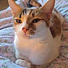 Lilac joined the competition — help win amazing prizes! cat, pet, animal, bed, blanket, floral_pattern, feline, indoor, resting, cute, whiskers, ears, fur, domestic_cat, comfort, relaxed, closeup, sleepy, cozy, household