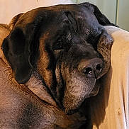 Jax joined the competition — help win amazing prizes! dog, resting, couch, indoor, relaxed, sleeping, large_dog, brown_fur, black_muzzle, pet, animal, canine, close_up, face, furry, companion, comfort, home, peaceful, nap