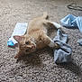 animal, carpet, cat, clothing, curious, cute, fabric, floor, fur, indoor, kitten, lying_down, orange_cat, paw, pet, playful, receipt, sock, whiskers, young_cat