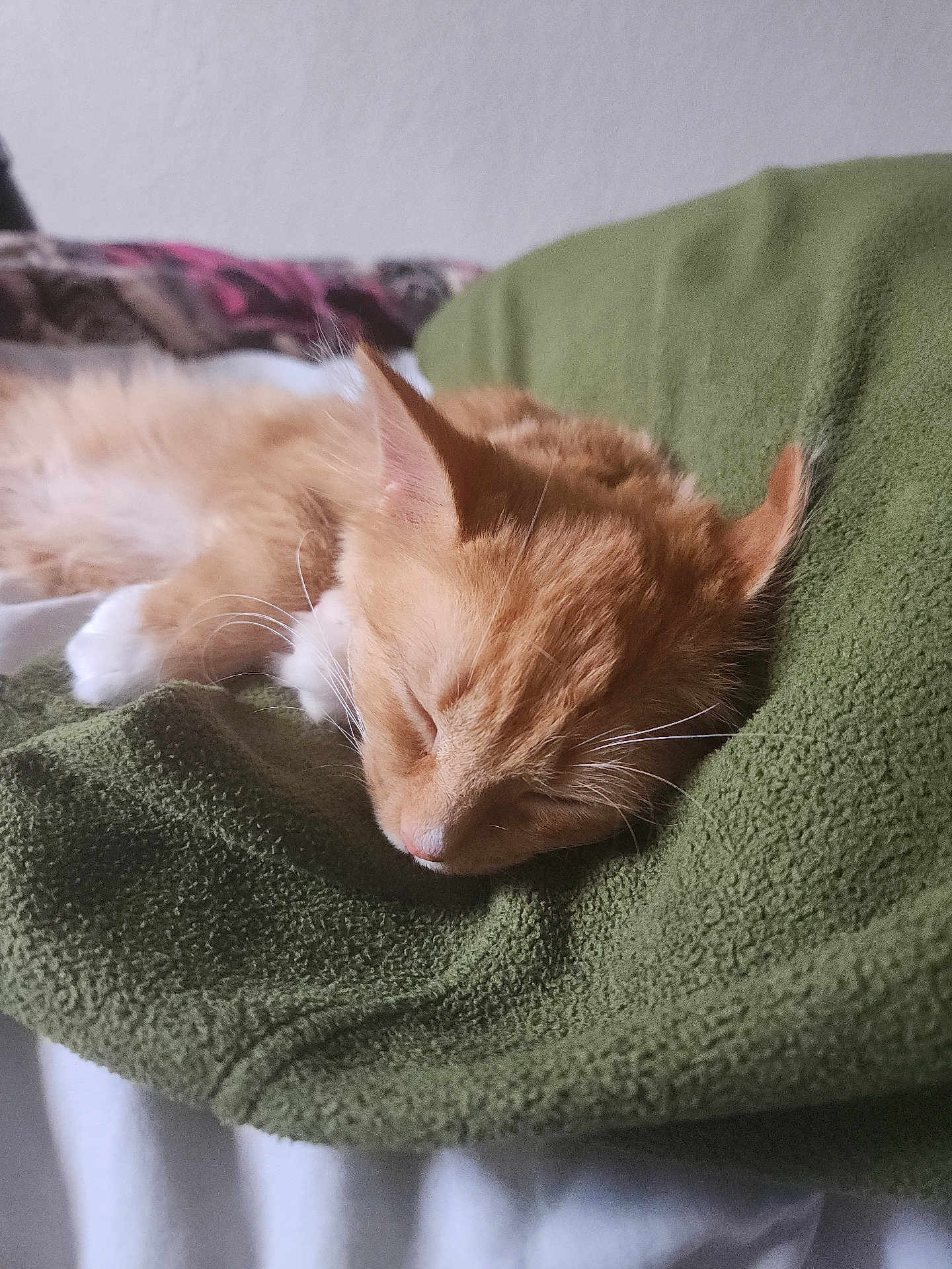 Marika joined the competition — help win amazing prizes! animal, blanket, cat, close_up, comfort, cozy, cute, domestic_animal, feline, fur, indoor, nap, orange_cat, peaceful, pet, relaxation, resting, sleeping, soft_texture, whiskers