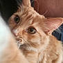 Marika joined the competition — help win amazing prizes! cat, orange_tabby, close_up, whiskers, fur, curious_eyes, pet, animal, indoor, soft_focus, cute, feline, ears, face, portrait, domestic_cat, tabby_pattern, young_cat, eye_reflection