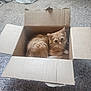 animal, box, cardboard_box, carpet, cat, cozy, curious, cute, domestic, ears, feline, fur, home, indoor, looking, orange_cat, pet, relaxed, sitting, whiskers