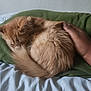 animal, bed, blanket, cat, companion, cozy, curled_up, cute, domestic_animal, fluffy, fur, ginger_cat, hand, indoor, nap, pet, relaxation, resting, sleeping, soft