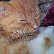 Marika is registered to the contest to win money with this photo: kitten, sleeping, close_up, ginger_cat, whiskers, feline, pet, cute, fur, nap, cozy, soft, animal, domestic_cat, resting, young_cat, face, pink_nose, indoor, blanket