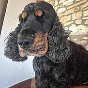 Pralin a rejoint le concours — aidez-le/la à gagner de superbes lots ! dog, cocker_spaniel, black_and_tan, curly_ears, pet, indoors, stone_wall, white_wall, close_up, portrait, animal, fur, canine, looking_away, sitting, floor, furniture, brown, ears, muzzle