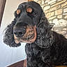 dog, cocker_spaniel, black_and_tan, curly_ears, pet, indoors, stone_wall, white_wall, close_up, portrait, animal, fur, canine, looking_away, sitting, floor, furniture, brown, ears, muzzle