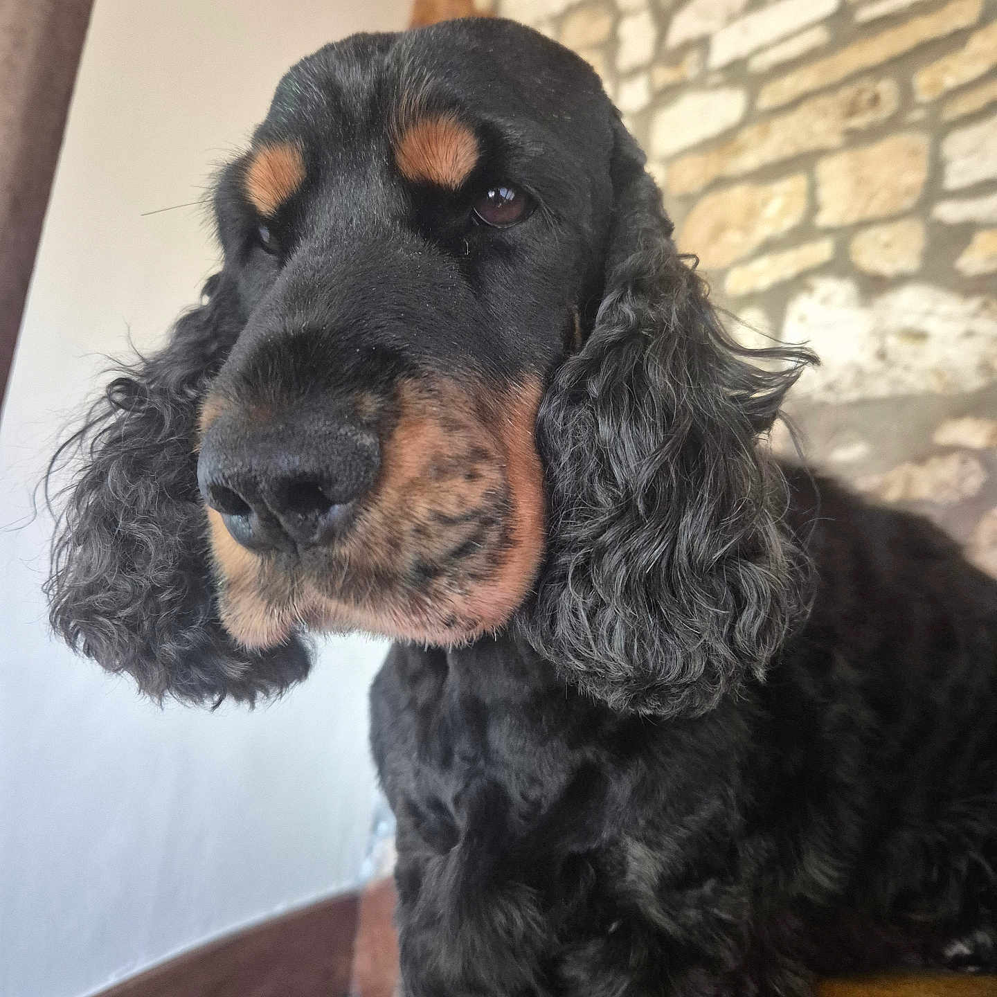 Pralin a rejoint le concours — aidez-le/la à gagner de superbes lots ! dog, cocker_spaniel, black_and_tan, curly_ears, pet, indoors, stone_wall, white_wall, close_up, portrait, animal, fur, canine, looking_away, sitting, floor, furniture, brown, ears, muzzle