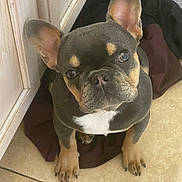 Hector is registered to the contest to win money with this photo: french_bulldog, puppy, dog, pet, floor, tile, curious, ears, brown, black, white_chest, indoor, clothes, cabinet, cute, small, animal, looking_up, paw, companion