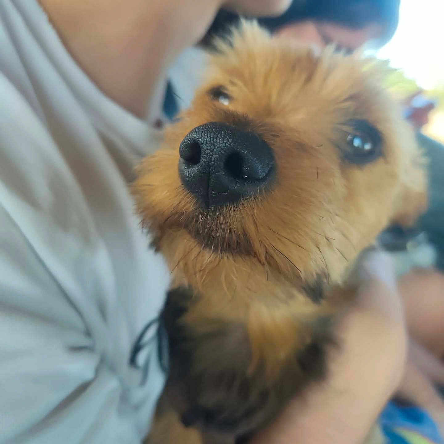 Tigrou