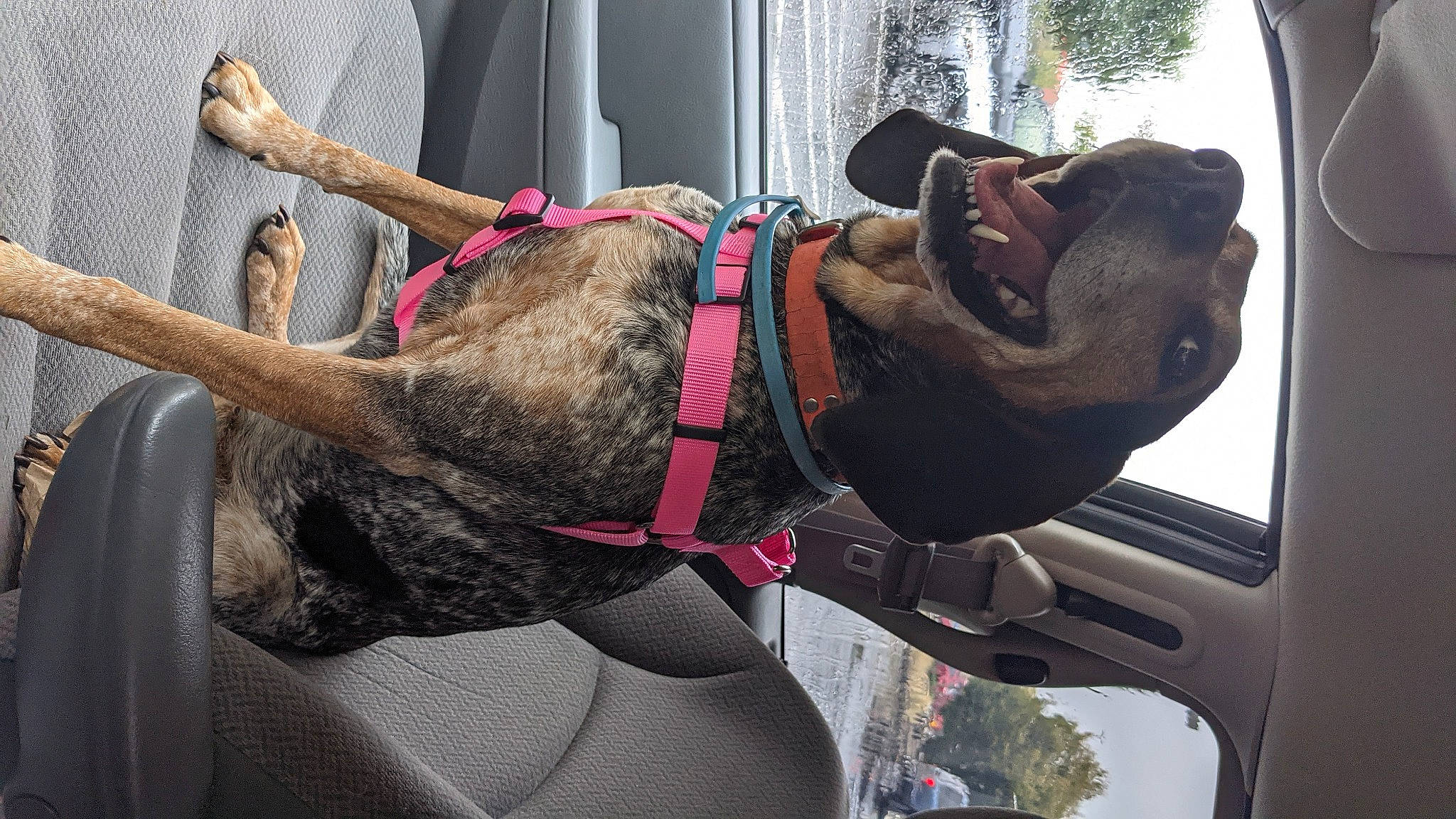 Lily is registered to the contest to win money with this photo: auto_part, canidae, carnivore, collar, companion_dog, dog, dog_breed, dog_collar, fashion_accessory, fawn, fur, leash, liver, motor_vehicle, pet_supply, snout, sporting_group, vehicle, vehicle_door, working_animal