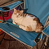 Lil Boy joined the competition — help win amazing prizes! cat, fluffy, orange_and_white, feline, pet, chair, camping_chair, blue, indoor, relaxed, animal, fur, looking_at_camera, seat, resting, domestic_animal, four_legged, whiskers, ears, tail