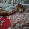 Lil Boy is registered to the contest to win money with this photo: cat, sleeping, bed, pillow, blanket, orange_cat, white_cat, fur, cozy, indoors, resting, nap, gift_bag, snowflake_pattern, patterned_bedding, cute, pet, domestic_cat, feline, relaxation