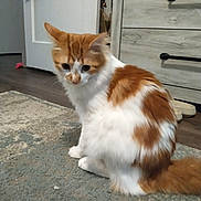 Lil Boy joined the competition — help win amazing prizes! cat, orange, white, fluffy, indoor, rug, door, dresser, slippers, curious, pet, feline, home, floor, fur, sitting, animal, cozy, domestic, looking