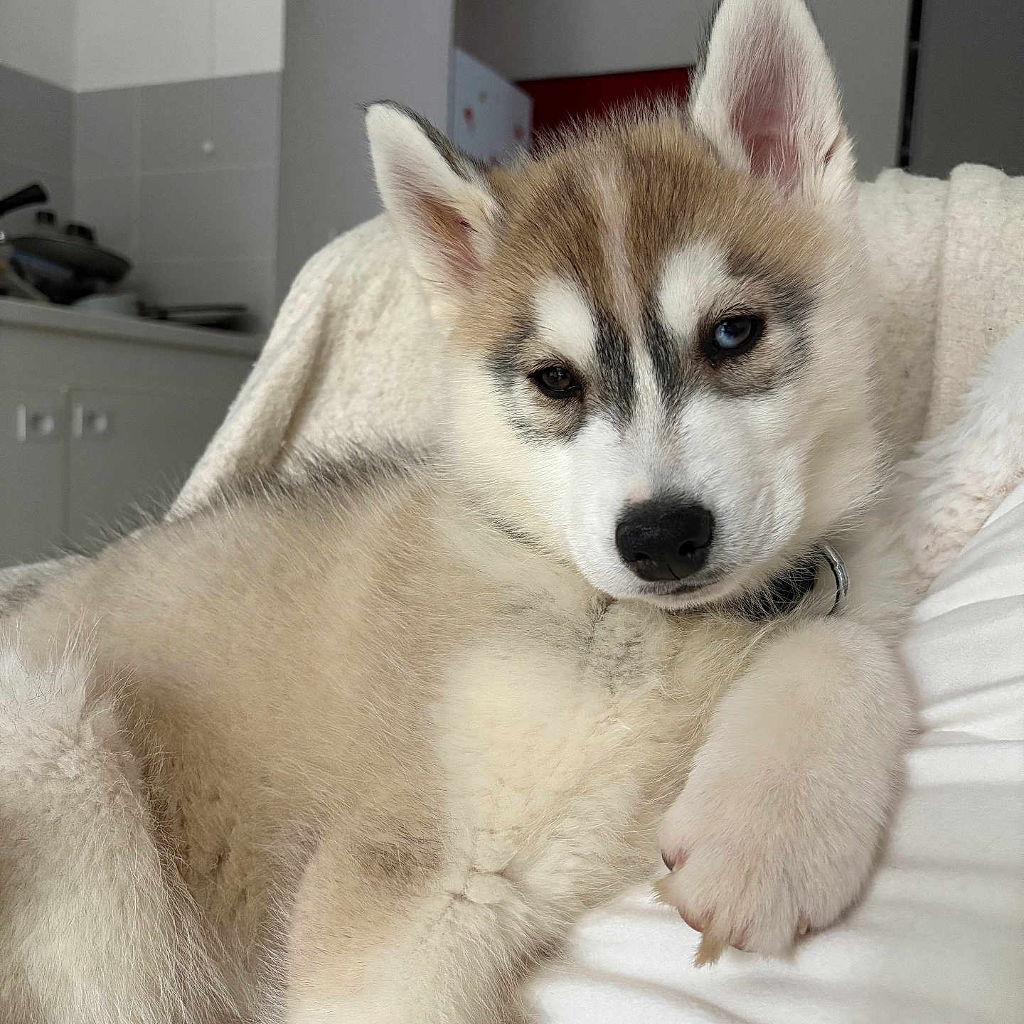 Aïka participe au concours pour gagner de l'argent avec cette photo : blanket, brown, closeup, collar, cute, dog, ears, face, fluffy, fur, heterochromia, husky, indoor, lying_down, nose, paw, pet, puppy, relaxed, white