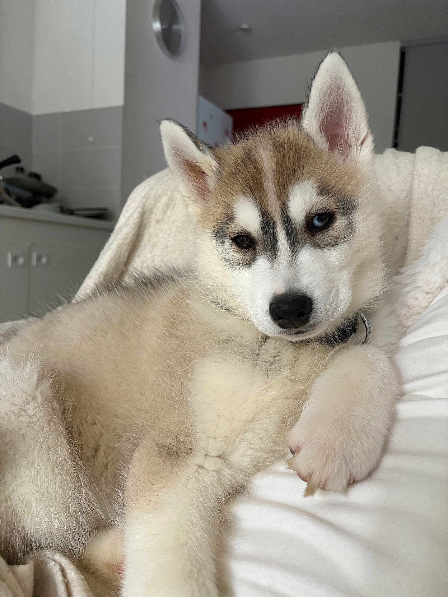 Aïka participe au concours pour gagner de l'argent avec cette photo : blanket, brown, closeup, collar, cute, dog, ears, face, fluffy, fur, heterochromia, husky, indoor, lying_down, nose, paw, pet, puppy, relaxed, white