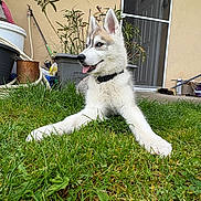 Aïka a rejoint le concours — aidez-le/la à gagner de superbes lots ! animal, canine, collar, curious, dog, door, garden, grass, greenery, house, husky, outdoor, pet, plant, potted_plant, puppy, relaxing, tongue_out, yard, young_dog
