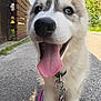 Aïka a rejoint le concours — aidez-le/la à gagner de superbes lots ! animal, canine, close_up, collar, dog, fur, happy, husky, leash, nature, outdoor, pet, playful, puppy, sidewalk, smiling, summer, sunny, tongue, walk
