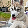 Aïka participe au concours pour gagner de l'argent avec cette photo : animal, close_up, dog, garden, grass, happy, house, husky, metal_bowl, outdoor, paw, pet, plant_pot, playful, puppy, tongue, tongue_out, water_bowl, window, young_dog