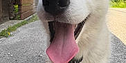 Aïka participe au concours pour gagner de l'argent avec cette photo : animal, canine, close_up, collar, dog, fur, happy, husky, leash, nature, outdoor, pet, playful, puppy, sidewalk, smiling, summer, sunny, tongue, walk