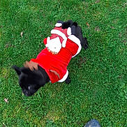 Viky a rejoint le concours — aidez-le/la à gagner de superbes lots ! dog, black_dog, grass, outdoor, christmas_costume, santa_outfit, holiday, pet, canine, festive, animal, nature, green_grass, costume, seasonal, winter, celebration, cute, small_dog, walking