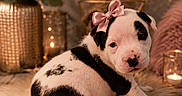 Bonnie participe au concours pour gagner de l'argent avec cette photo : animal, black_and_white, bow, candle, cozy, cute, decor, dog, flowers, fluffy_rug, geometric_ornament, indoor, pet, pink_bow, portrait, puppy, relaxed, sitting, soft_lighting, vase