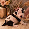 Bonnie participe au concours pour gagner de l'argent avec cette photo : puppy, dog, bow, pink_bow, black_and_white, fluffy_rug, flowers, vase, candle, decor, geometric_ornament, cozy, cute, indoor, pet, animal, portrait, soft_lighting, relaxed, sitting