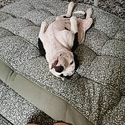 Bonnie a rejoint le concours — aidez-le/la à gagner de superbes lots ! dog, black_and_white, lying_down, upside_down, cushion, pattern, indoor, floor, legs, human, relaxed, playful, pet, animal, cozy, home, carpet, fur, cute, resting