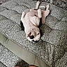 dog, black_and_white, lying_down, upside_down, cushion, pattern, indoor, floor, legs, human, relaxed, playful, pet, animal, cozy, home, carpet, fur, cute, resting
