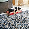 Bonnie participe au concours pour gagner de l'argent avec cette photo : dog, sleeping, monopoly_box, indoor, carpet, rug, black_and_white, couch, floor, paper_bag, home, resting, pet, small_box, cozy, relaxation, wooden_floor, furniture, domestic, cute