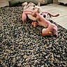 dog, toy, stuffed_animal, rug, floor, indoor, pet_bed, playful, motion_blur, animal, cozy, wooden_floor, home, domestic_animal, canine, cute, fun, pet, living_room, relaxation
