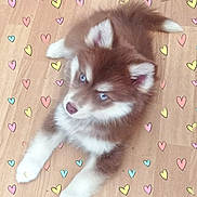 Ashitaka participe au concours pour gagner de l'argent avec cette photo : puppy, dog, brown_and_white, fluffy, blue_eyes, white_paws, pointed_ears, lying_down, wooden_floor, heart_pattern, indoor, pet, canine, portrait, cute, adorable, fur, puppy_face, top_view, playful