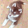 puppy, dog, brown_and_white, fluffy, blue_eyes, white_paws, pointed_ears, lying_down, wooden_floor, heart_pattern, indoor, pet, canine, portrait, cute, adorable, fur, puppy_face, top_view, playful
