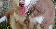 Ashitaka participe au concours pour gagner de l'argent avec cette photo : puppy, dog, siberian_husky, fluffy, brown_and_white, blue_eyes, tongue_out, sitting, outdoors, grass, dirt, leash, collar, portrait, pet, cute, happy, pointed_ears, long_fur, photograph