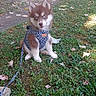 dog, puppy, siberian_husky, blue_eyes, fluffy, brown_and_white, sitting, harness, leash, outdoors, park, grass, trees, bench, leaves, pet, animal, portrait, daylight, photography