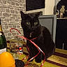 black_cat, cat, pet, animal, green_eyes, bell_collar, red_ribbon, sitting, table, indoor, home, dining_room, chair, stone_wall, bottle, glass, hat, tablecloth, portrait, photography