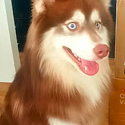 Achille a rejoint le concours — aidez-le/la à gagner de superbes lots ! dog, husky, siberian_husky, pet, animal, fluffy, red_and_white, blue_eyes, heterochromia, sitting, tongue_out, smiling, leash, indoors, kitchen, wood_floor, portrait, long_fur, alert, photography