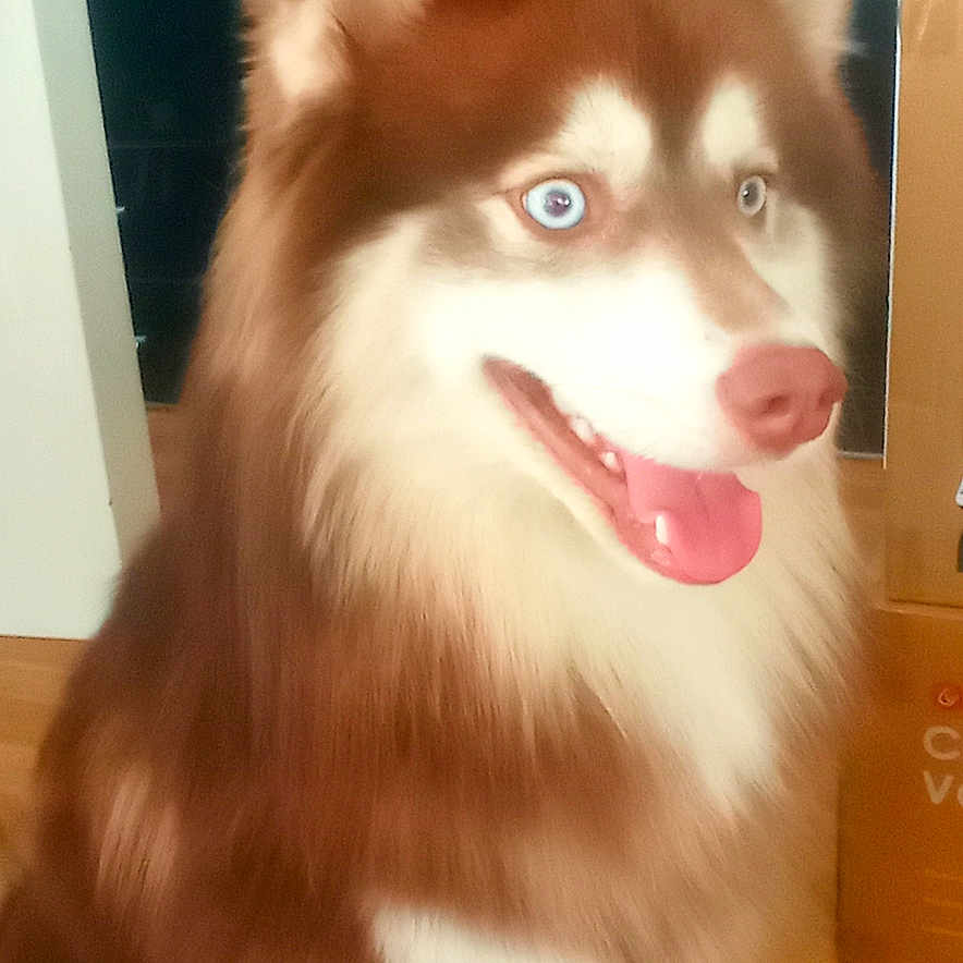 Achille a rejoint le concours — aidez-le/la à gagner de superbes lots ! dog, husky, siberian_husky, pet, animal, fluffy, red_and_white, blue_eyes, heterochromia, sitting, tongue_out, smiling, leash, indoors, kitchen, wood_floor, portrait, long_fur, alert, photography