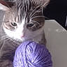 cat, feline, gray_cat, white_cat, pet, animal, whiskers, ears, eyes, pink_nose, fur, yarn, purple_yarn, ball, cuddling, indoor, close_up, portrait, table, sleepy