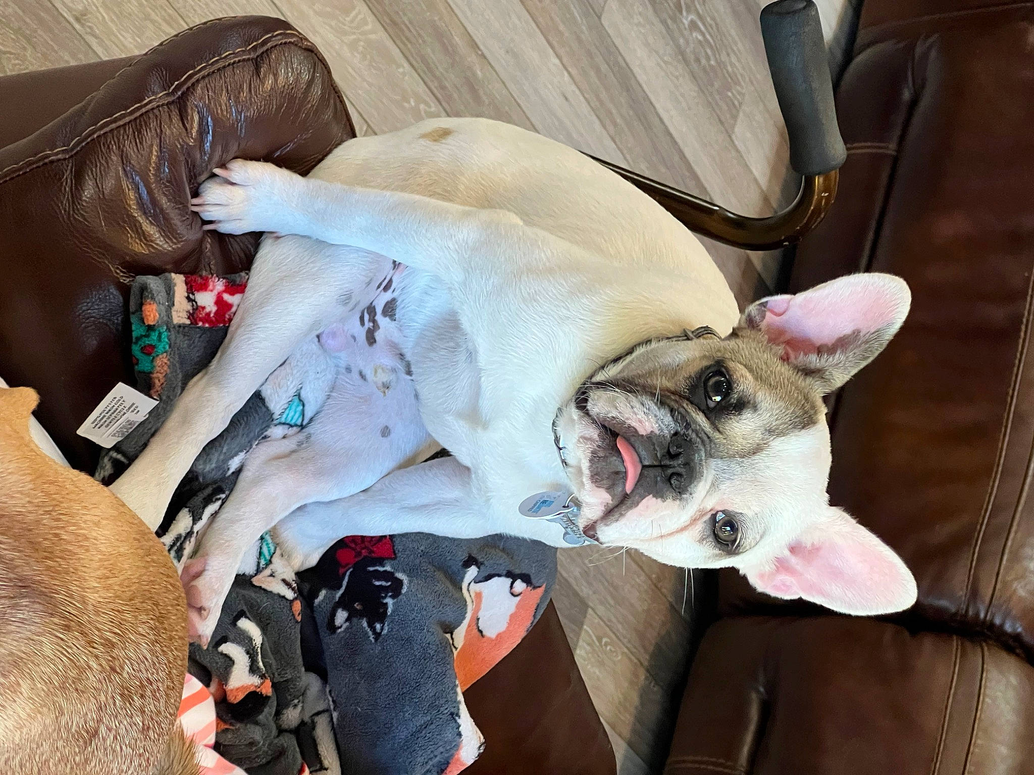 August is registered to the contest to win money with this photo: canidae, carnivore, collar, comfort, companion_dog, dog, dog_breed, dog_collar, dog_supply, ear, fang, fawn, fur, leash, non_sporting_group, snout, sporting_group, whiskers, working_animal