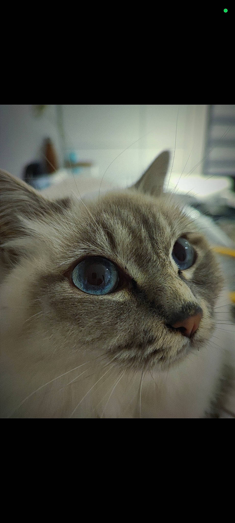 Mail a rejoint le concours — aidez-le/la à gagner de superbes lots ! carnivore, cat, domestic_short_haired_cat, ear, eye, eyebrow, fawn, felidae, fur, head, iris, paw, photo_caption, small_to_medium_sized_cats, snout, terrestrial_animal, thai, whiskers, wildlife