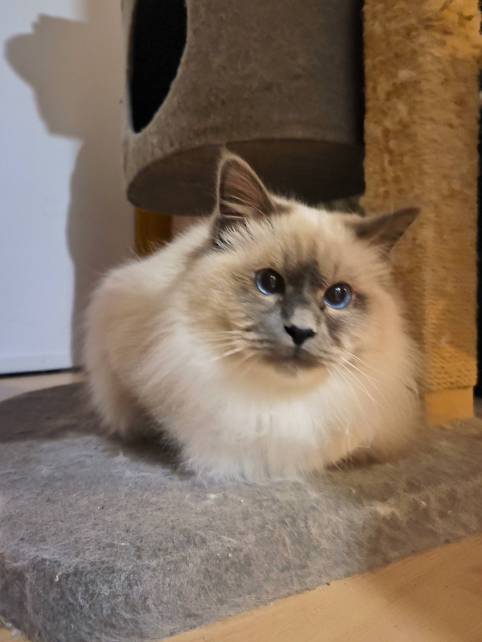 Mino participe au concours pour gagner de l'argent avec cette photo : balinese, birman, carnivore, cat, claw, fawn, felidae, flooring, fur, hardwood, paw, ragdoll, siamese, small_to_medium_sized_cats, snout, tail, thai, whiskers, wood