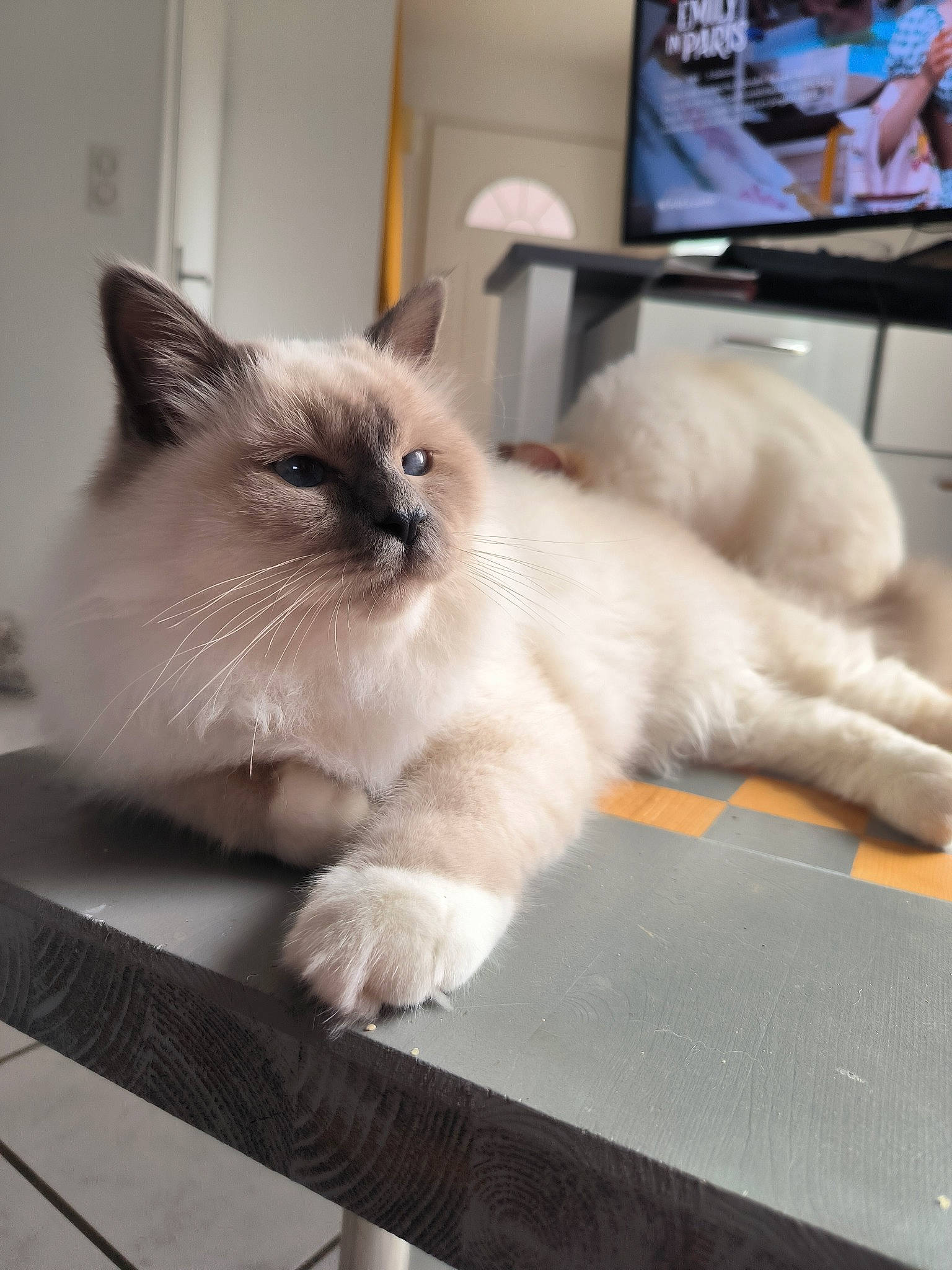 Mino participe au concours pour gagner de l'argent avec cette photo : birman, cable_television, carnivore, cat, comfort, fawn, felidae, flooring, fur, hardwood, paw, picture_frame, siamese, small_to_medium_sized_cats, snout, tail, television, thai, whiskers, wood