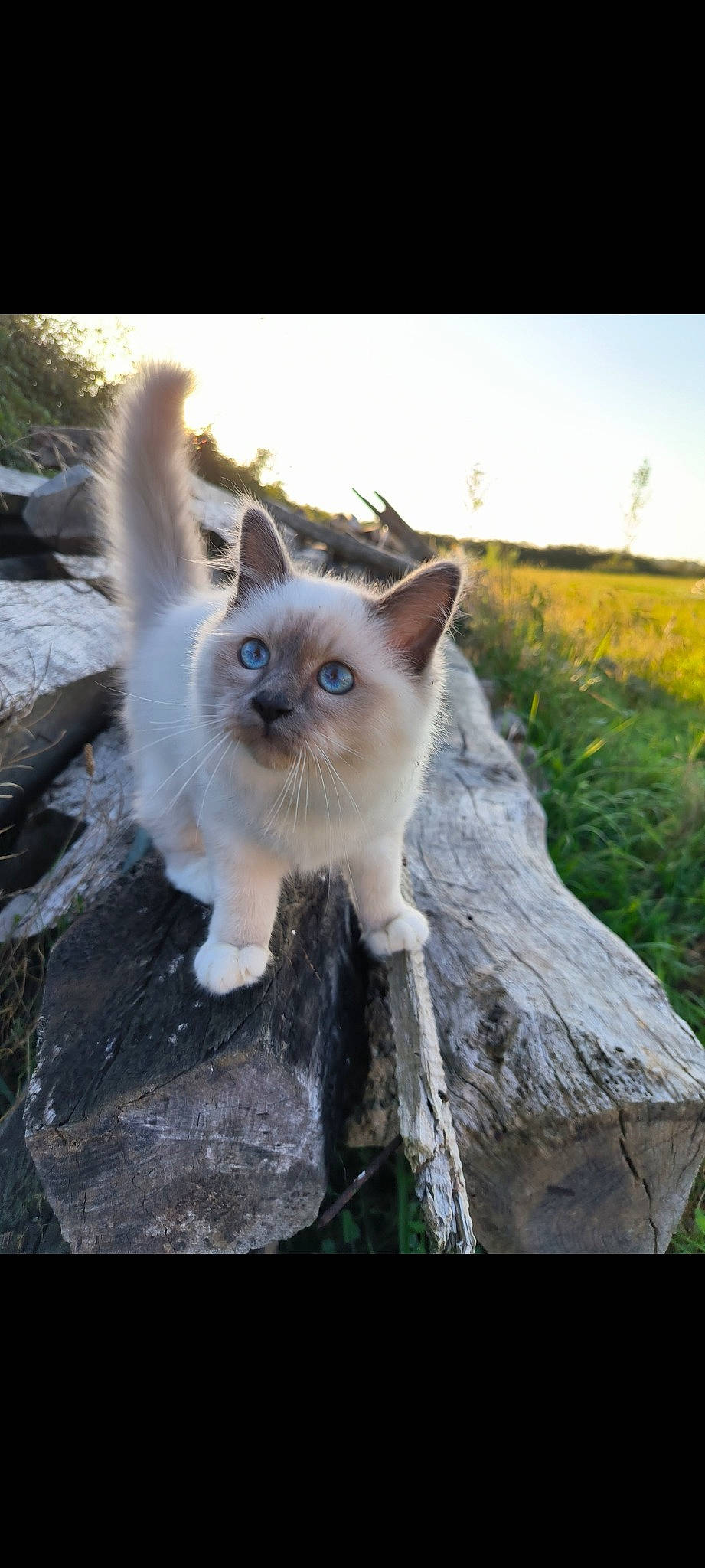 Mino a rejoint le concours — aidez-le/la à gagner de superbes lots ! balinese, carnivore, cat, fawn, felidae, fur, grass, nature, plant, ragdoll, siamese, sky, small_to_medium_sized_cats, tail, terrestrial_animal, thai, tree, whiskers, wildlife, wood